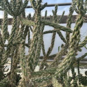 Cylindropuntia whipplei (Whipple Cholla)