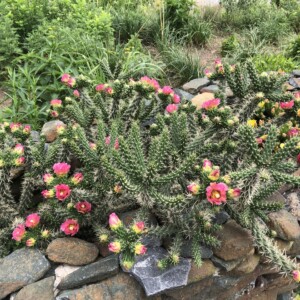 Cylindropuntia x anasaziensis ‘BODO’ (Anasazi Cholla)