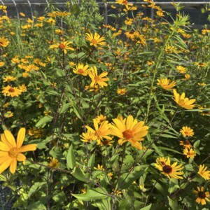 Heliopsis helianthoides ‘Summer Nights’ (Smooth Oxeye)