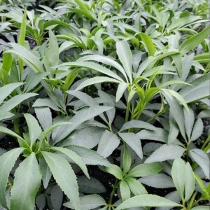 Helleborus foetidus (Stinking Hellebore)