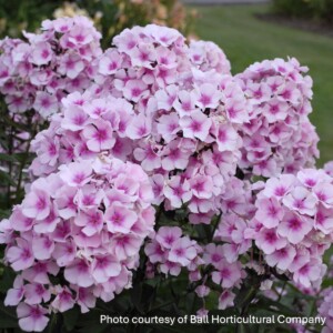 Phlox paniculata ‘Bright Eyes’ (Garden Phlox)