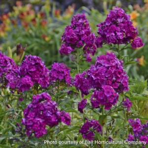 Phlox paniculata Nicky ‘Düsterlohe’ (Garden Phlox)