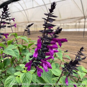 Salvia guaranitica Bodacious® 'Smokey Jazz' (Anise-Scented Sage) (Copy)
