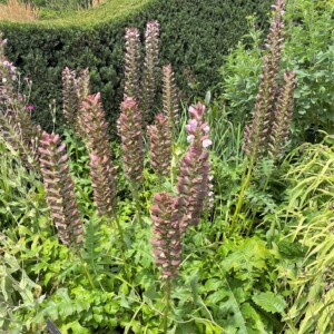 Acanthus mollis (Bear's Breeches)