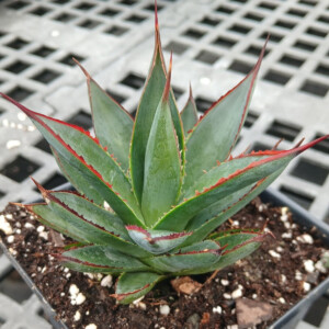 Agave x Blue Glow (Century Plant)