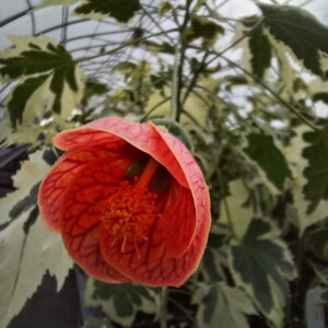 Abutilon x Savitzii (Flowering Maple)