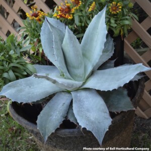 Agave ovatifolia Frosty Blue (Whale's Tongue Agave)
