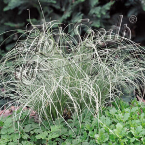 Carex albula Frosted Curls (Sedge)